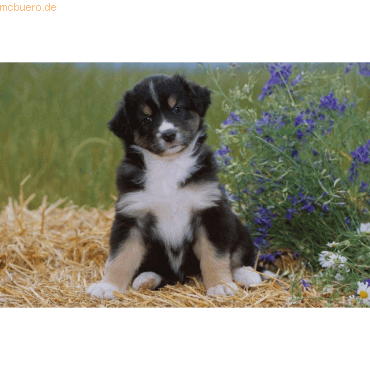 Lufer Schreibunterlage Motiv-Poster 40x53 cm Australian Shepard