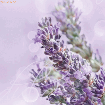 Sigel Designpapier Lavendula A4 90g/qm VE=50 Blatt