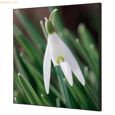 8596052181276 - Showdown Wanddekoration Set 40x40cm Weiße Blume Schneeglöckchen 8596052181276 Showdown Displays 8596052181276 - Showdown Wanddekoration Set 40x40cm Weiße Blume Schneeglöckchen 8596052181276 Showdown Displays