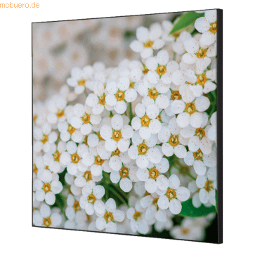 8596052181290 - Showdown Wanddekoration Set 40x40cm Weiße Blume Spirea 8596052181290 Showdown Displays 8596052181290 - Showdown Wanddekoration Set 40x40cm Weiße Blume Spirea 8596052181290 Showdown Displays