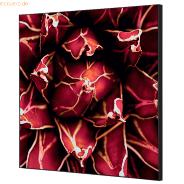 8596052181375 - Showdown Wanddekoration Set 40x40cm Kaktus rt 8596052181375 Showdown Displays 8596052181375 - Showdown Wanddekoration Set 40x40cm Kaktus rt 8596052181375 Showdown Displays