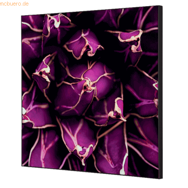 8596052181382 - Showdown Wanddekoration Set 40x40cm Kaktus vi 8596052181382 Showdown Displays 8596052181382 - Showdown Wanddekoration Set 40x40cm Kaktus vi 8596052181382 Showdown Displays