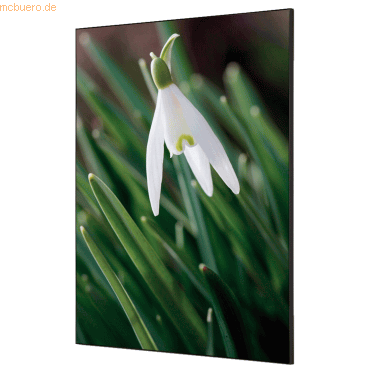 8596052181573 - Showdown Wanddekoration Set A1 Weiße Blume Schneeglöckchen 8596052181573 Showdown Displays