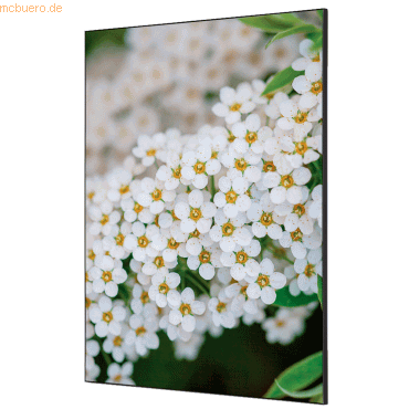 8596052181597 - Showdown Wanddekoration Set A1 Weiße Blume Spirea 8596052181597 Showdown Displays 8596052181597 - Showdown Wanddekoration Set A1 Weiße Blume Spirea 8596052181597 Showdown Displays