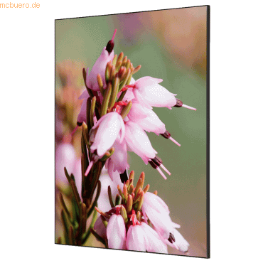 8596052181610 - Showdown Wanddekoration Set A1 Pinke Blume Erica 8596052181610 Showdown Displays 8596052181610 - Showdown Wanddekoration Set A1 Pinke Blume Erica 8596052181610 Showdown Displays