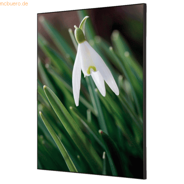 8596052181870 - Showdown Wanddekoration Set A2 Weiße Blume Schneeglöckchen 8596052181870 Showdown Displays