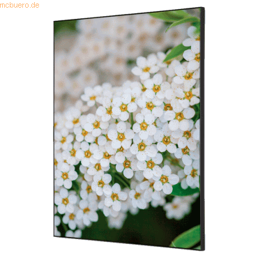 8596052181894 - Showdown Wanddekoration Set A2 Weiße Blume Spirea 8596052181894 Showdown Displays 8596052181894 - Showdown Wanddekoration Set A2 Weiße Blume Spirea 8596052181894 Showdown Displays