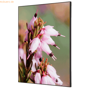 8596052181917 - Showdown Wanddekoration Set A2 Pinke Blume Erica 8596052181917 Showdown Displays