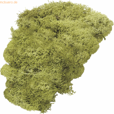 4011643028098 - 5 x Islandmoos lindgrün 50 g 4011643028098 - 5 x Islandmoos lindgrün 50 g