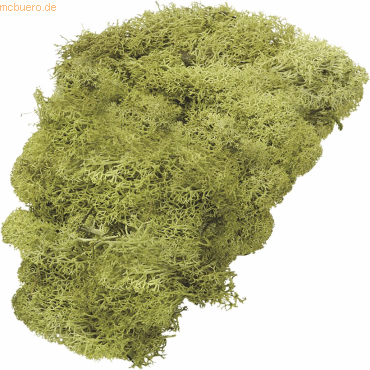 4011643028197 - Islandmoos lindgrün 250 g 4011643028197 - Islandmoos lindgrün 250 g