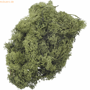 4011643028203 - Islandmoos grün 250 g 4011643028203 - Islandmoos grün 250 g