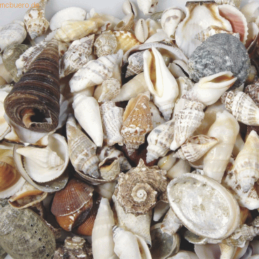 4011643838246 - Muscheln 15-7cm 250g natur 4011643838246 - Muscheln 15-7cm 250g natur