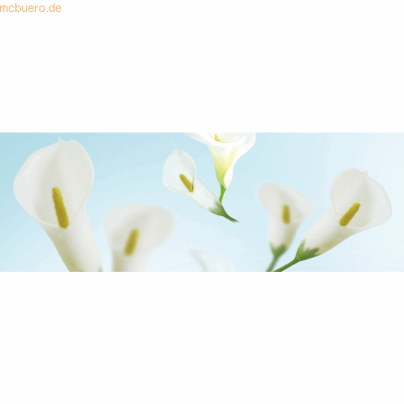 4008525688808 - 5 x Transparentpapier 115g qm A4 VE=5 Blatt Flora Calla