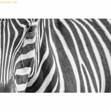 Wandbild 65x98cm Zebra