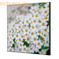 Showdown - Wanddekoration Set 40x40cm Weiße Blume Spirea