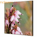 Showdown - Wanddekoration Set 40x40cm Pinke Blume Erica